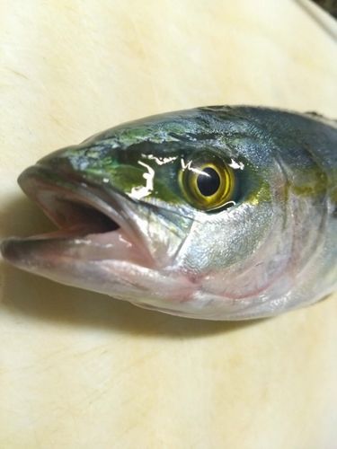ツバスの釣果