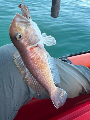 シロアマダイの釣果