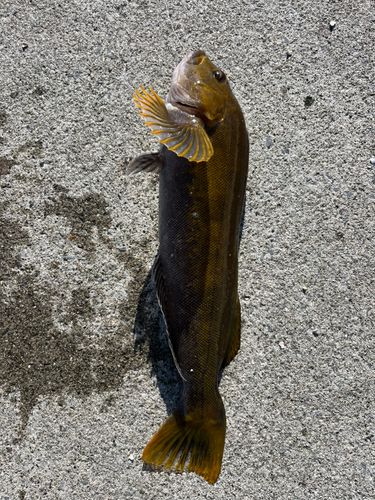 アイナメの釣果