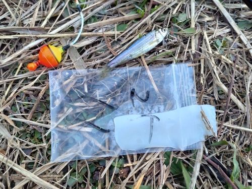 クチボソの釣果