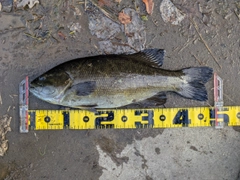 スモールマウスバスの釣果