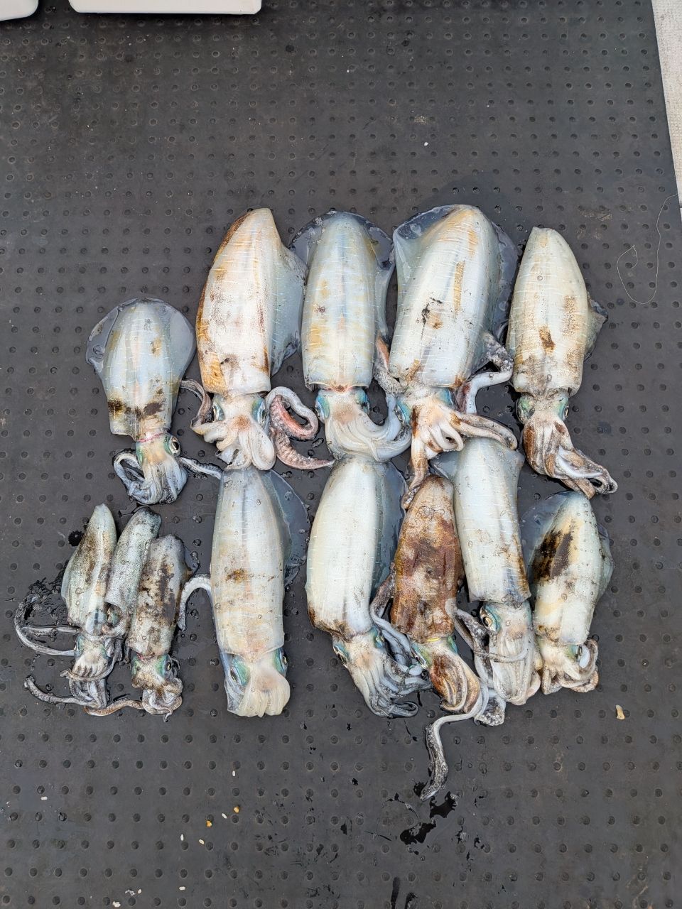 和歌山遊漁船SevenSWellさんの釣果 1枚目の画像