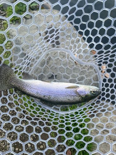 レインボートラウトの釣果