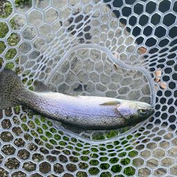 レインボートラウト