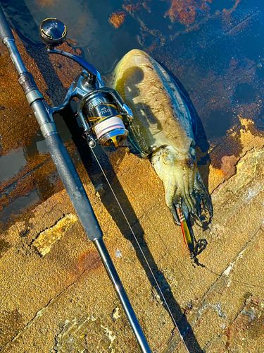 コウイカの釣果