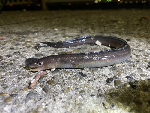 マアナゴの釣果