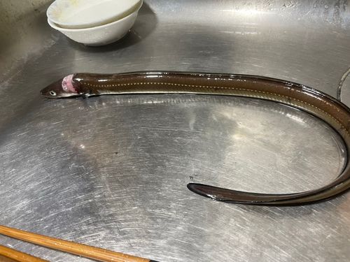 マアナゴの釣果