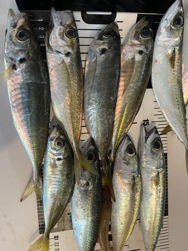 アジの釣果