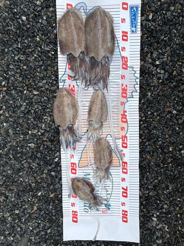 モンゴウイカの釣果