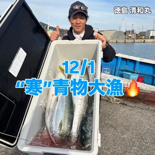 ブリの釣果
