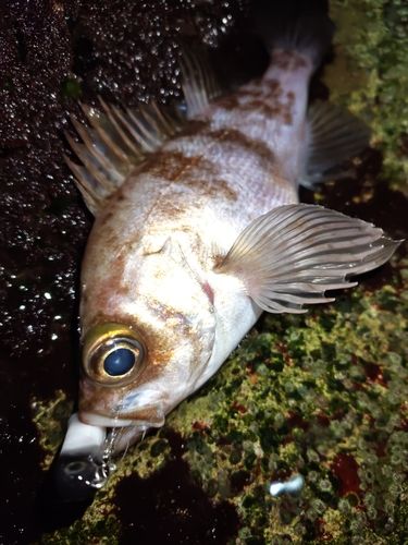 メバルの釣果