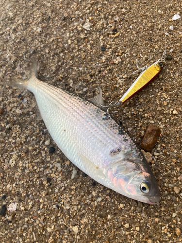 コノシロの釣果