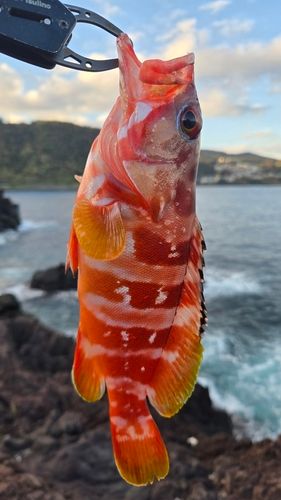 アカハタの釣果