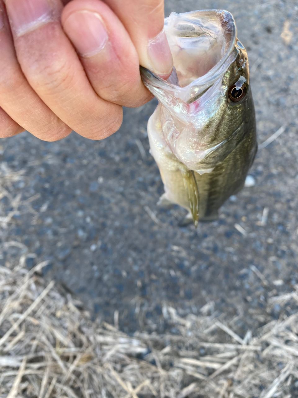 ラージマウスバス