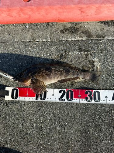 アイナメの釣果