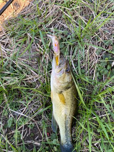 ラージマウスバスの釣果