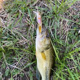 ラージマウスバス