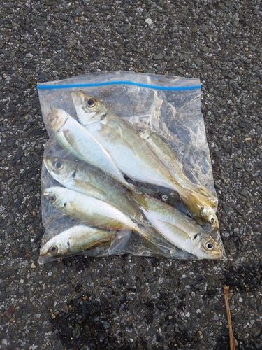 アジの釣果