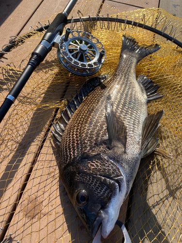 チヌの釣果