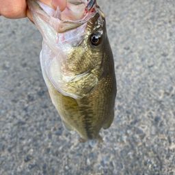 ラージマウスバス