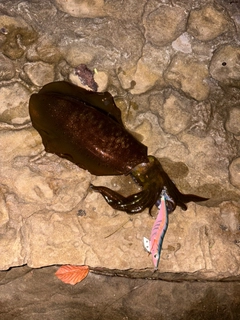 アオリイカの釣果