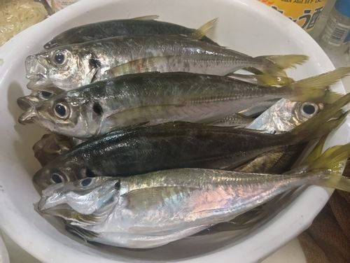アジの釣果