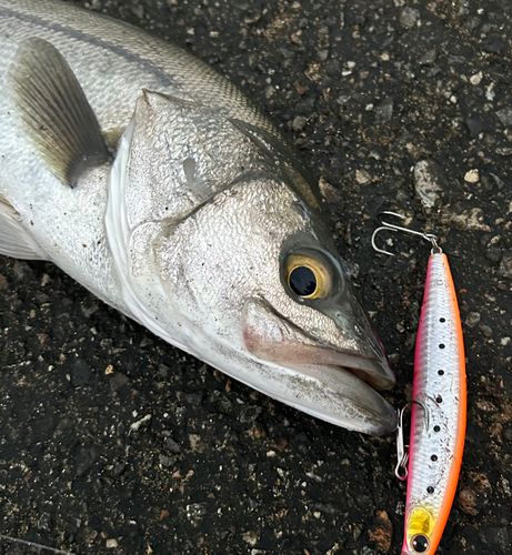 スズキの釣果