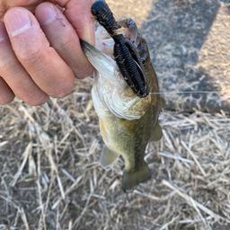 ラージマウスバス