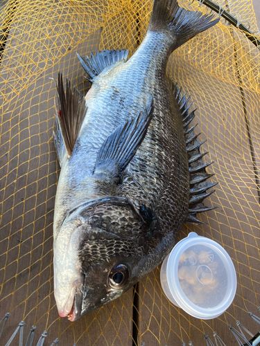 チヌの釣果