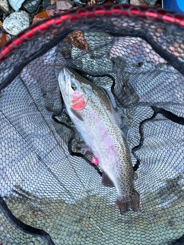 うらたんざわ渓流釣場