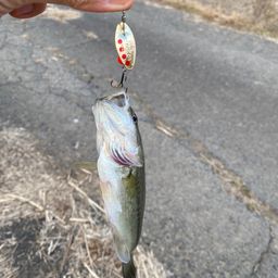 ラージマウスバス