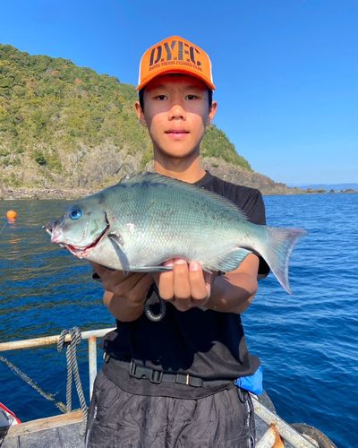 オナガグレの釣果