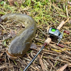 ナマズの釣果