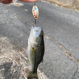 ラージマウスバス