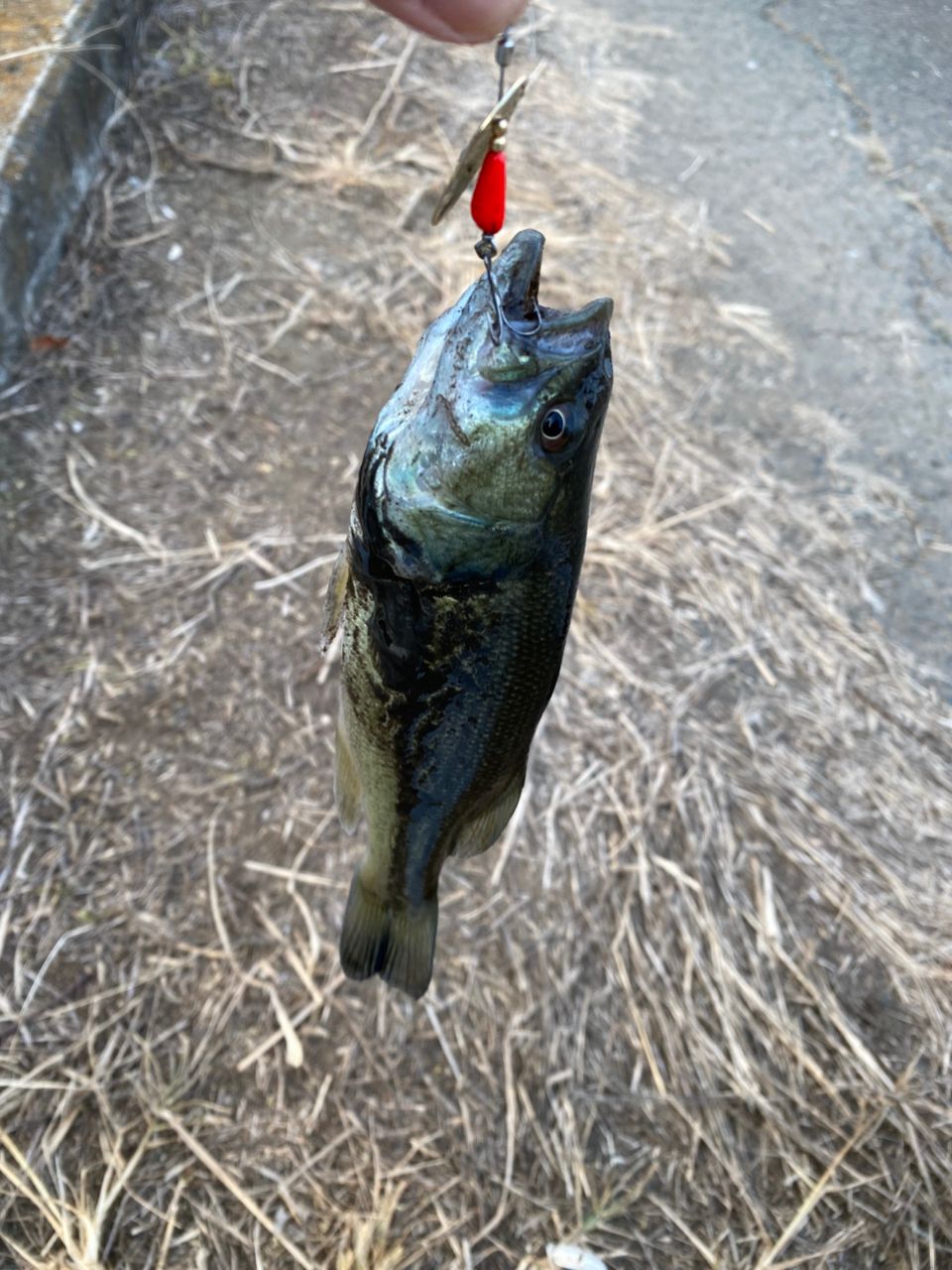 ラージマウスバス