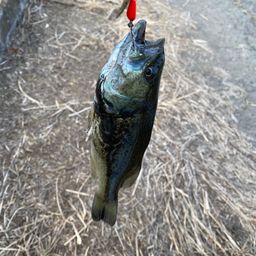 ラージマウスバス