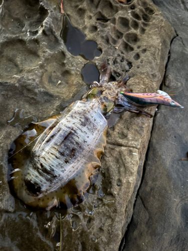 アオリイカの釣果