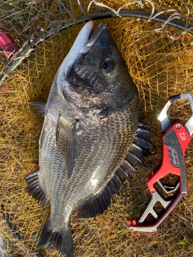 チヌの釣果