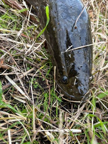 ライギョの釣果