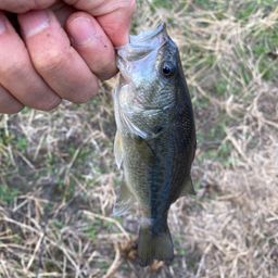 ラージマウスバス