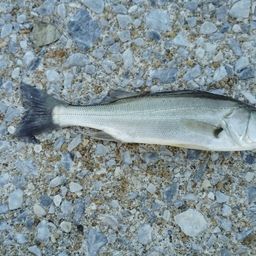 セイゴ（マルスズキ）