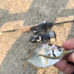 ヒイラギの釣果