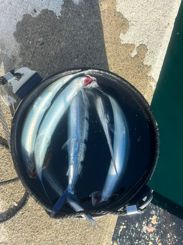 ホシザヨリの釣果