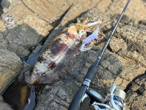 アオリイカの釣果