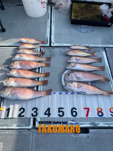 アマダイの釣果