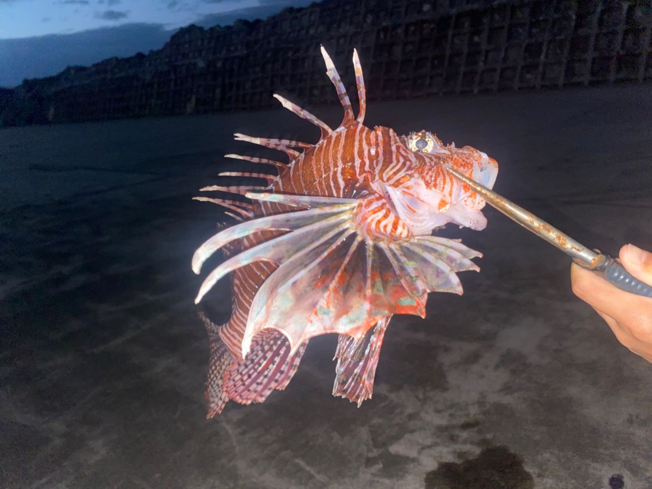 ハナミノカサゴ