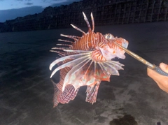 ハナミノカサゴの釣果