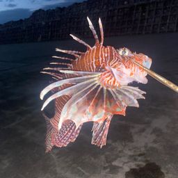 ハナミノカサゴ