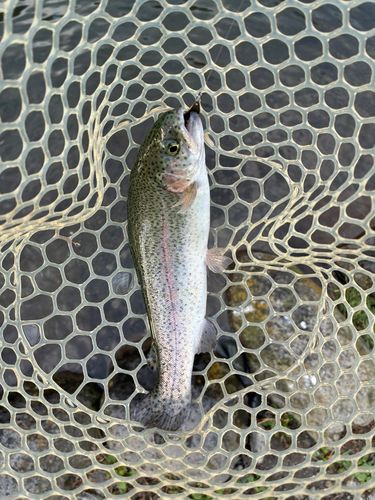 フィッシングフィールド中津川