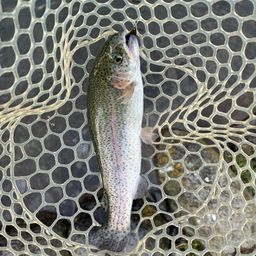 レインボートラウト